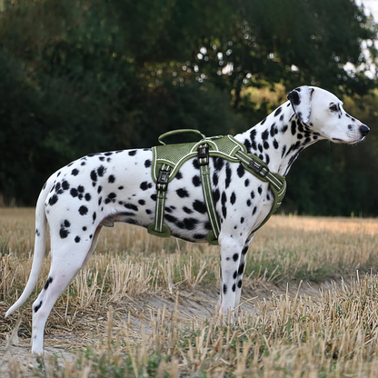 Dalmatian wearing reflective no-pull harness – HappyPawsCo UK pet travel gear.